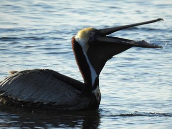 Close-up of duck in lake