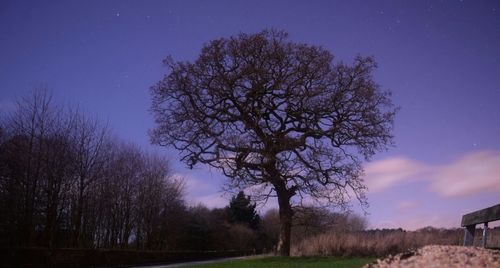 Bare trees on landscape at dusk