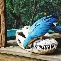 Close-up of gold and blue macaw on animal skull