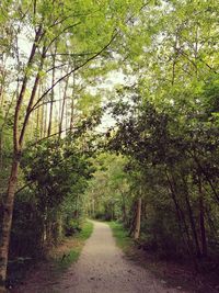 Narrow walkway along trees