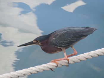 Close-up of bird perching on rope