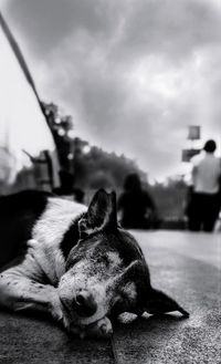 View of a dog resting