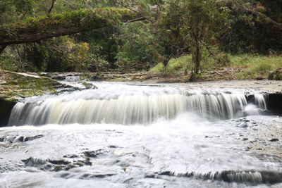 Scenic view of waterfall in forest