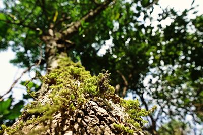 Low angle view of moss growing on tree trunk