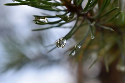 Close-up of raindrops on pine tree