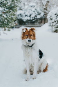 Portrait of dog on snow covered land