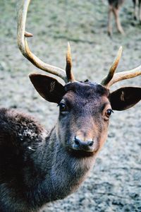 Portrait of deer