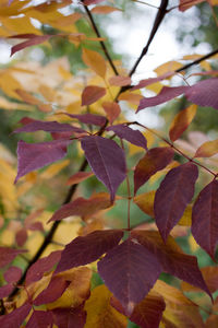 Close-up of maple leaves