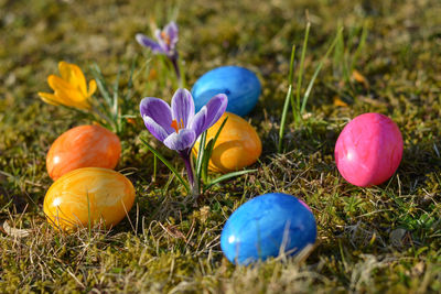 Close-up of purple crocus flowers on field