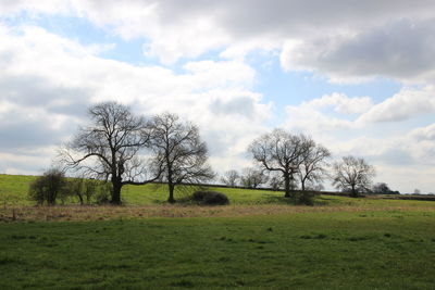 Bare trees on field against sky