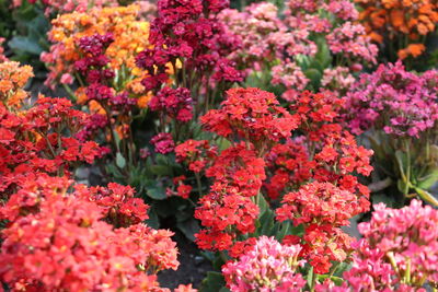 Close-up of flowers blooming outdoors