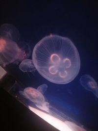 Low angle view of jellyfish swimming in aquarium