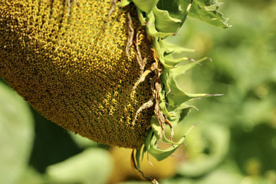 Close-up of insect on flower