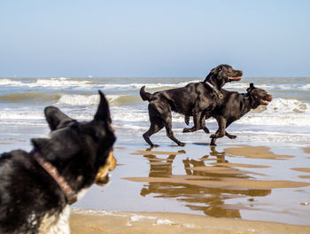 Dog standing on beach