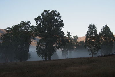 Trees on field against clear sky