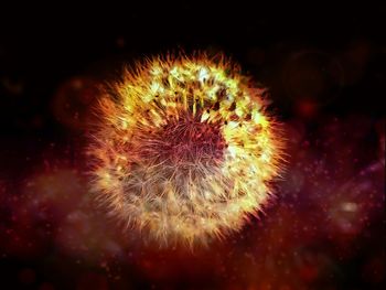 Close-up of dandelion on plant