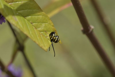 Close-up of bee on leaf