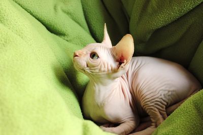 Close-up of sphynx cat sitting on bed