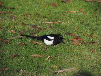 Bird on field