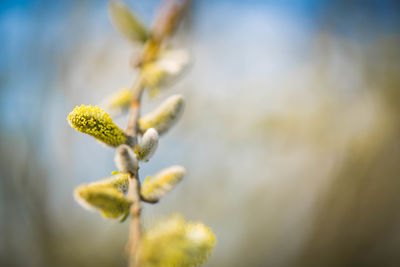 Close-up of plant