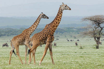 Giraffes on serengeti plains