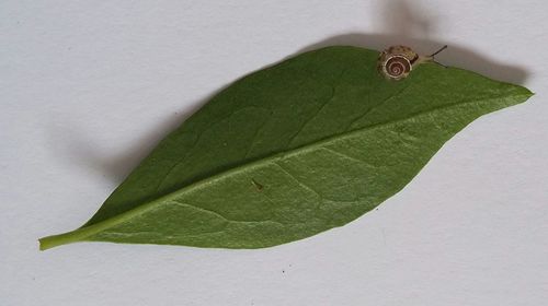 High angle view of green leaf on plant