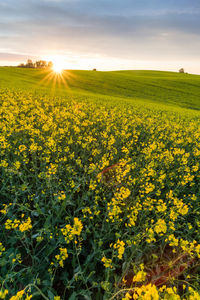 Scenic view of oilseed rape field against sky