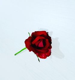 Close-up of red rose against white background