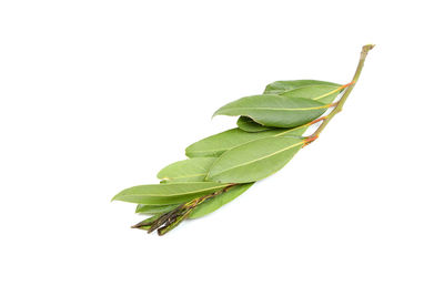 Close-up of green leaves on white background