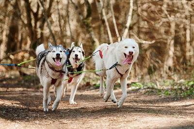 Dogs running on field