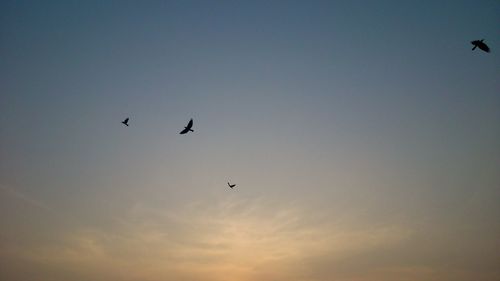 Low angle view of birds flying in sky