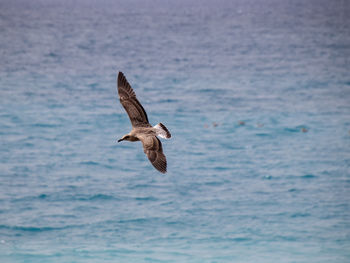 Seagull flying over sea