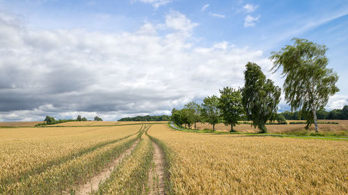 Scenic view of farm against cloudy sky