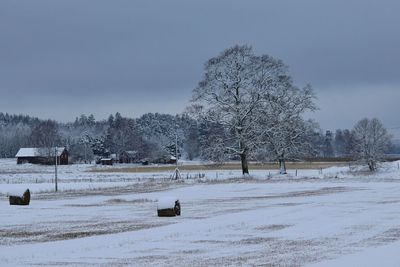 Bare trees on snow covered field