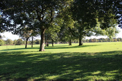 Trees on field