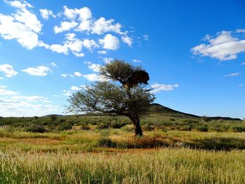 Tree on field against sky