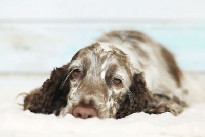 Close-up portrait of dog at sea