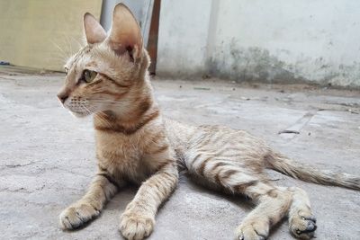 Close-up of ginger cat sitting outdoors