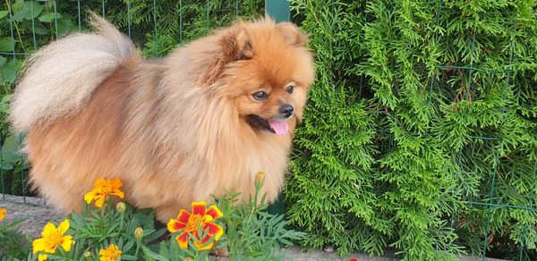 Portrait of dog on flower plant