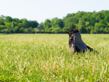 Close-up of bird on field against sky