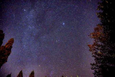 Low angle view of trees against sky at night
