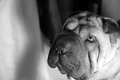 Close-up of a dog looking away