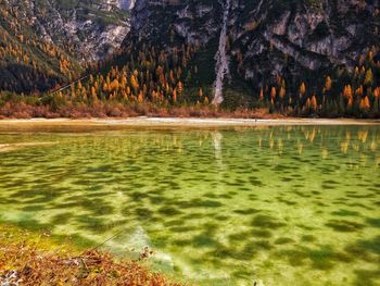 Scenic view of lake in forest