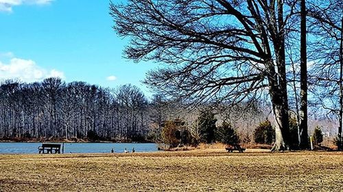 Bare trees by lake against clear sky