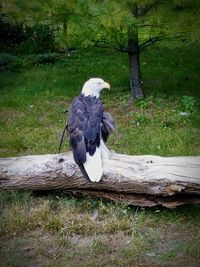 Bird perching on tree