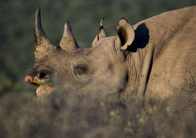 Rare black rhino