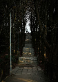 Footpath amidst trees in forest at night