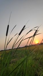 Scenic view of field against sky during sunset