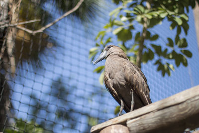 A bird in an aviary.