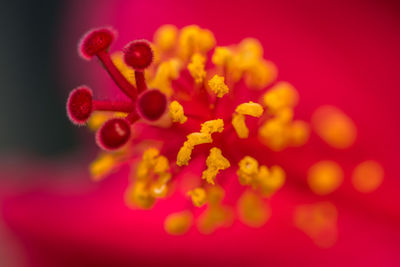 Close-up of red flowers